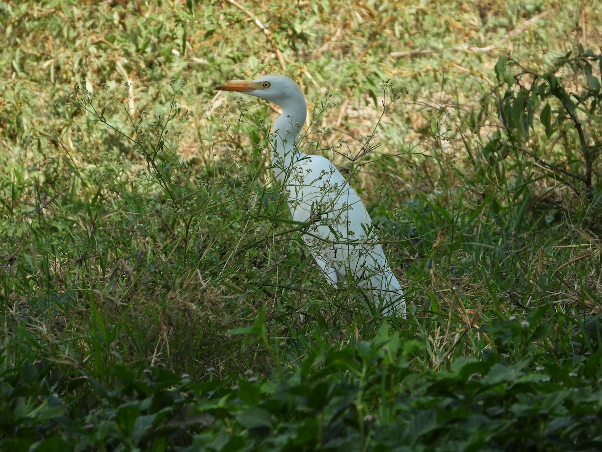 Western Cattle-Egret - ML627553174