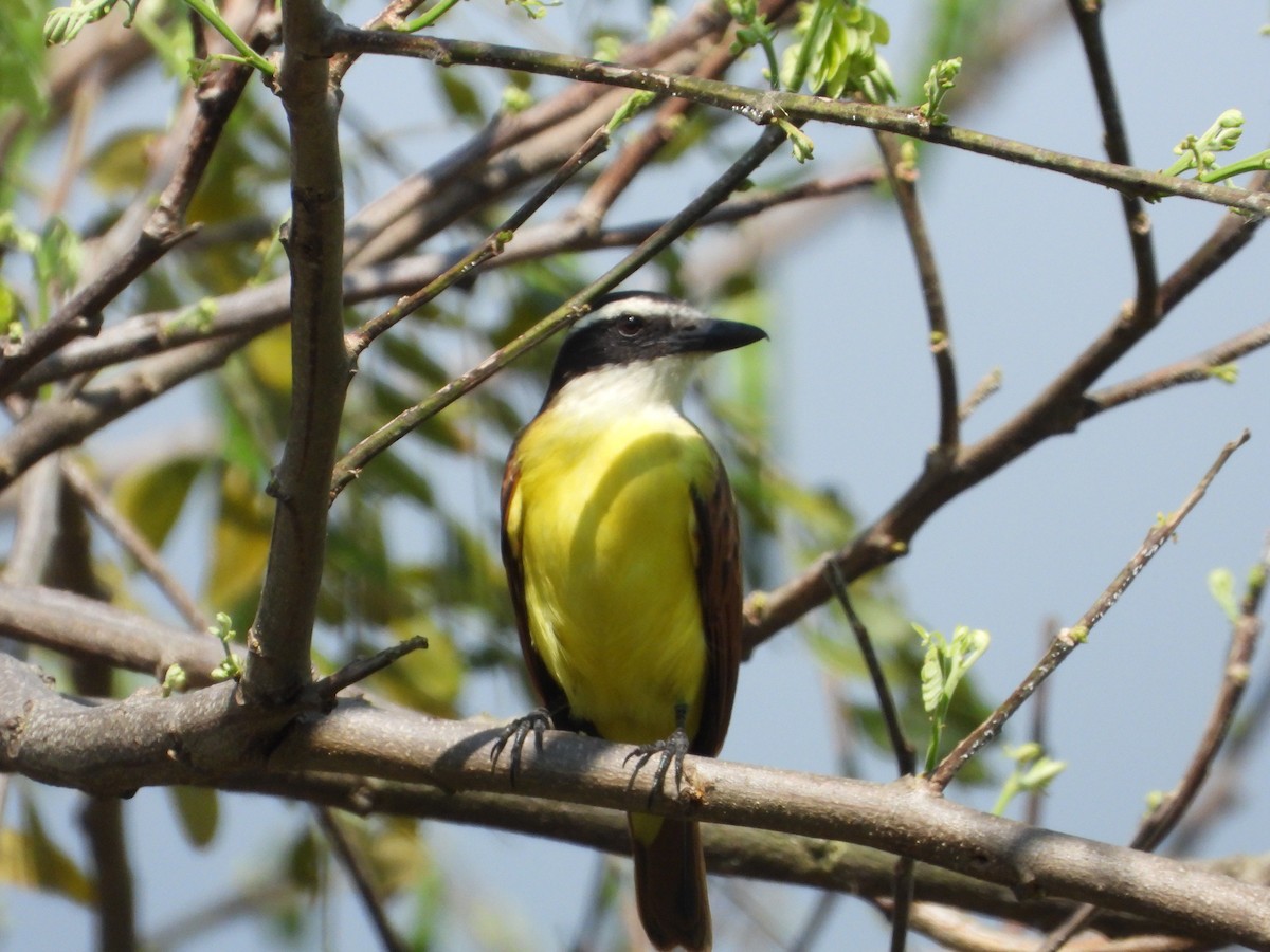 Great Kiskadee - ML627553202