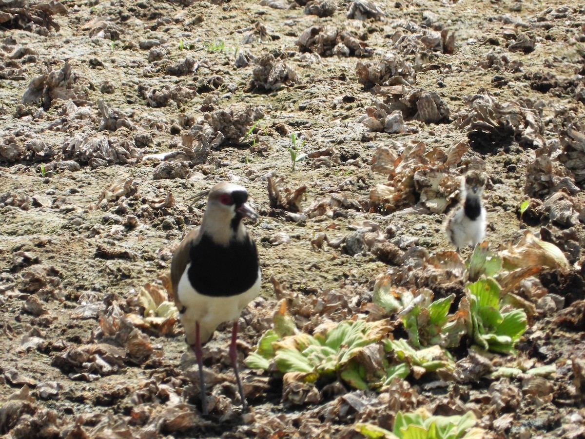 Southern Lapwing - ML627553219