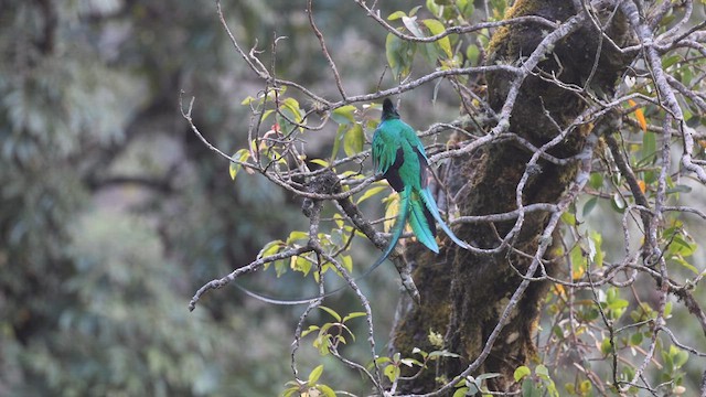 Resplendent Quetzal - ML627553234