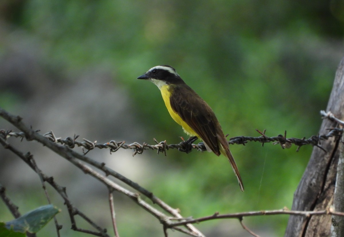 Rusty-margined Flycatcher - ML627553239