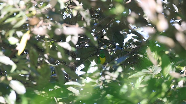 Blue-crowned Chlorophonia - ML627553309