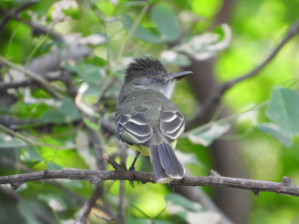 Apical Flycatcher - ML627553331