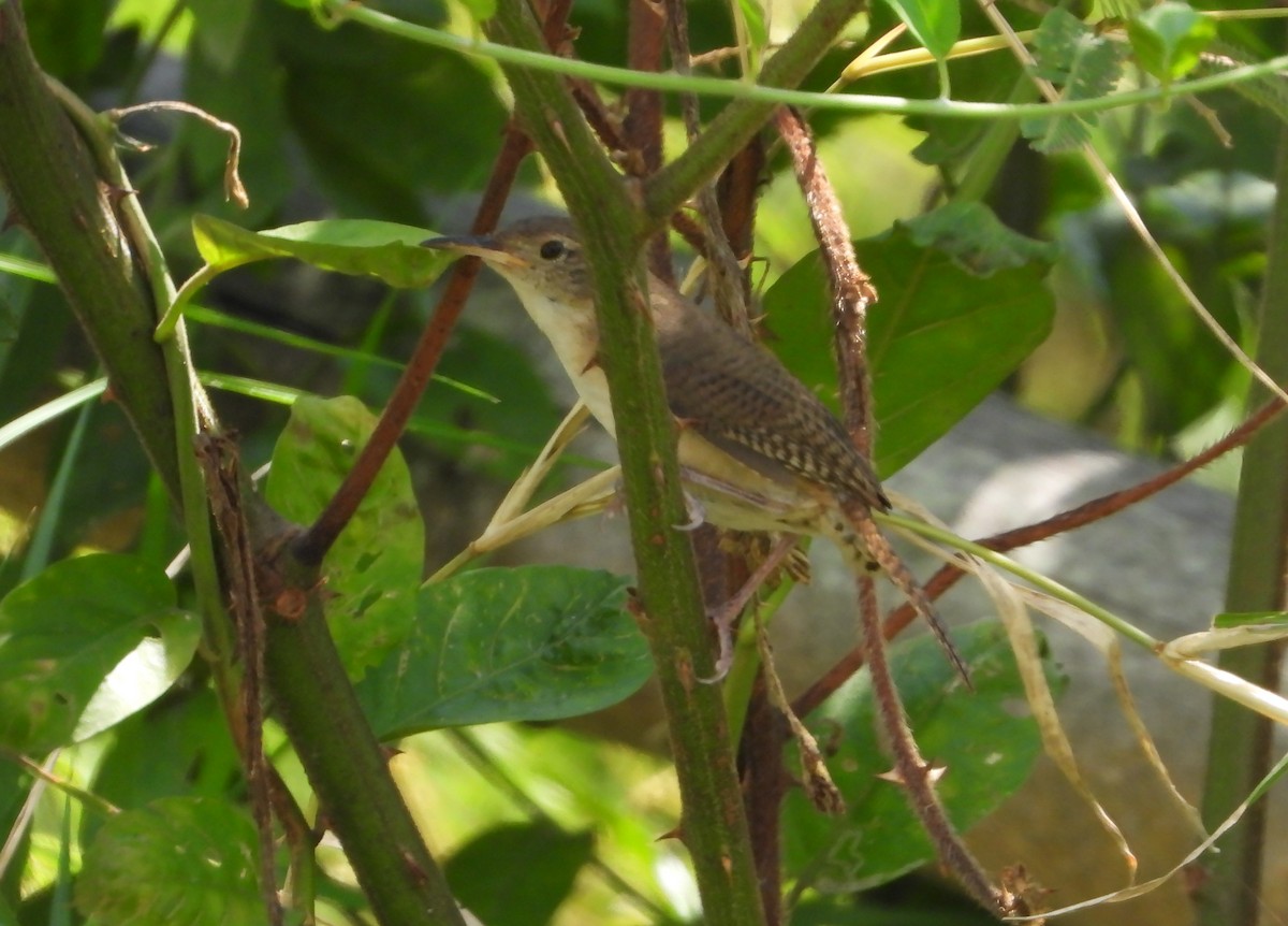 Southern House Wren - ML627553360