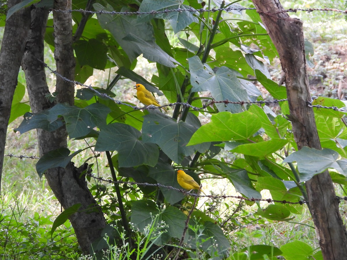 Saffron Finch - ML627553378