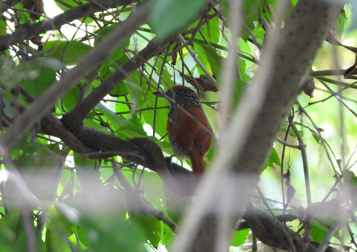 Bar-crested Antshrike - ML627553407