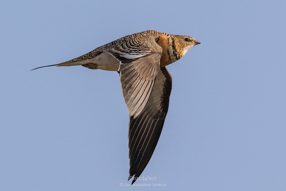 Pin-tailed Sandgrouse - ML627553430