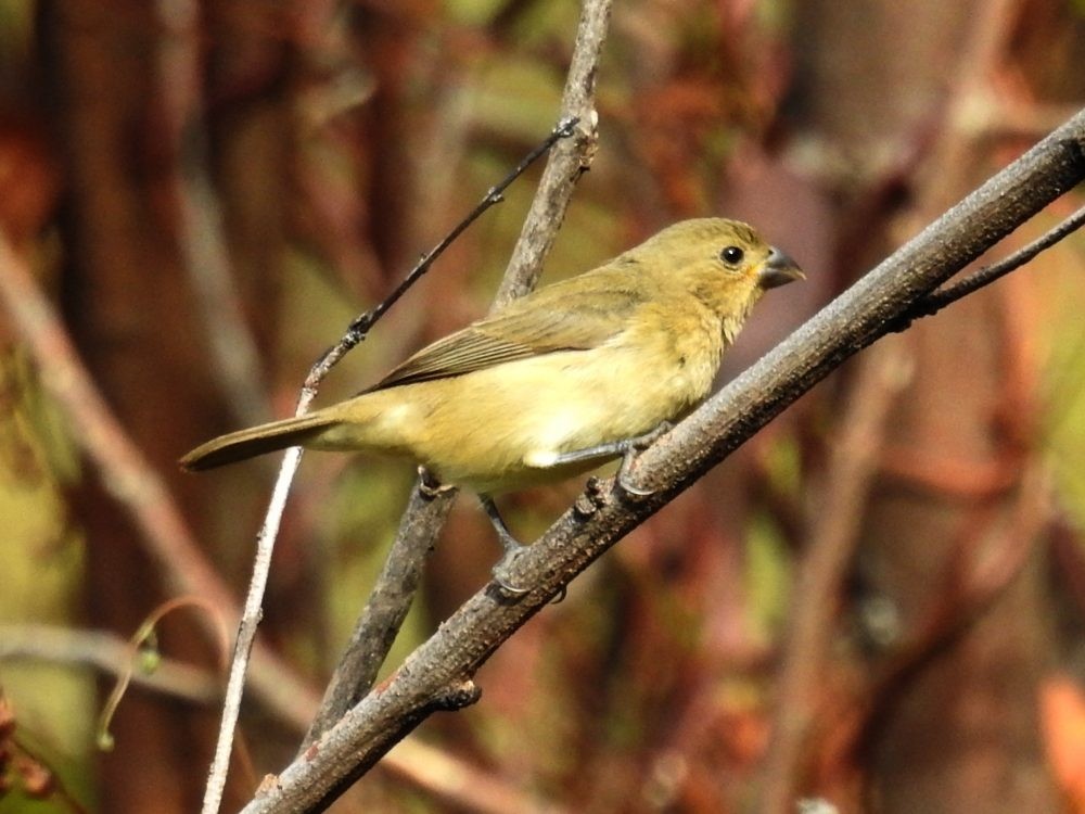 Yellow-bellied Seedeater - ML627553509