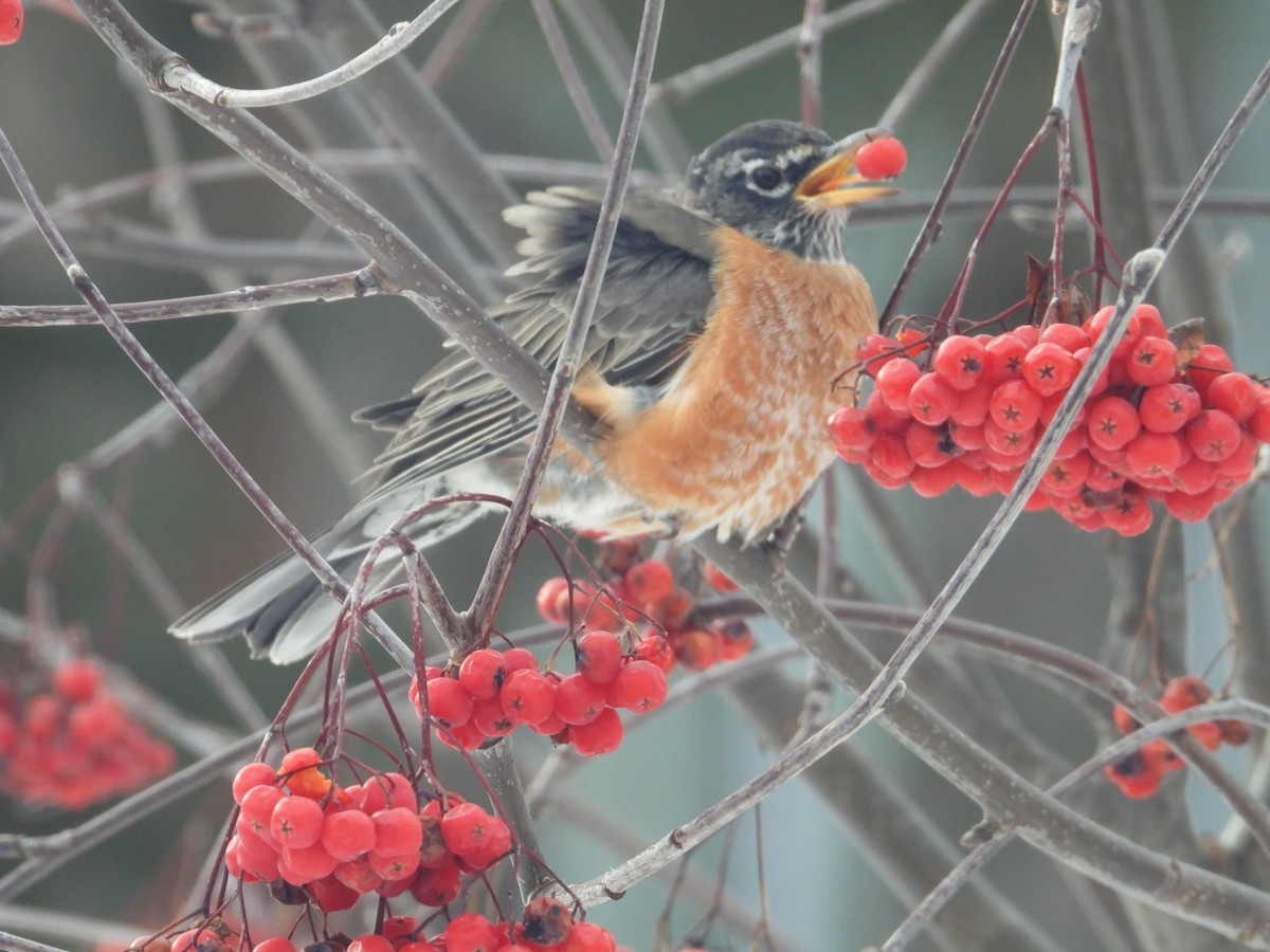 American Robin - ML627553644