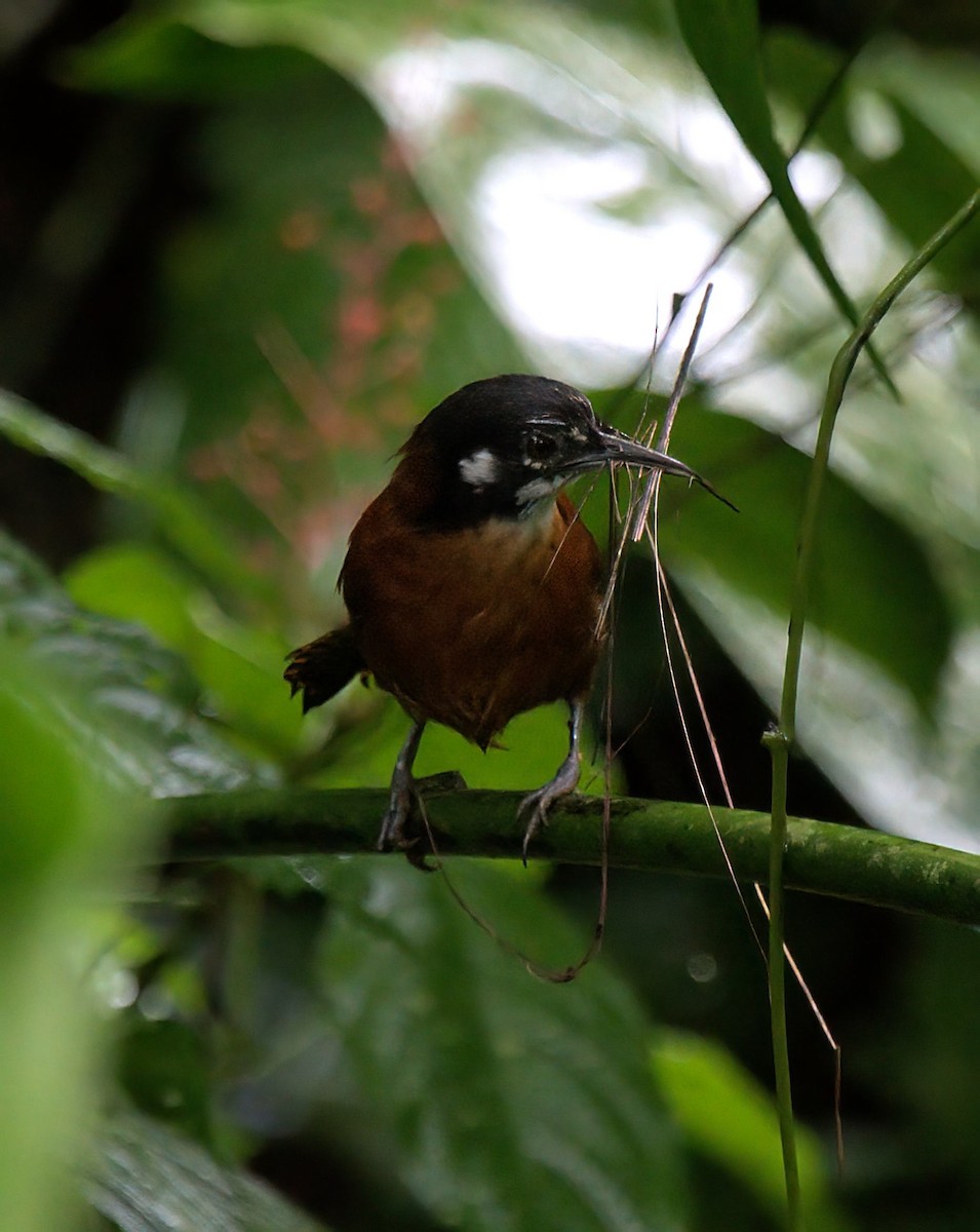 Bay Wren - ML627553649