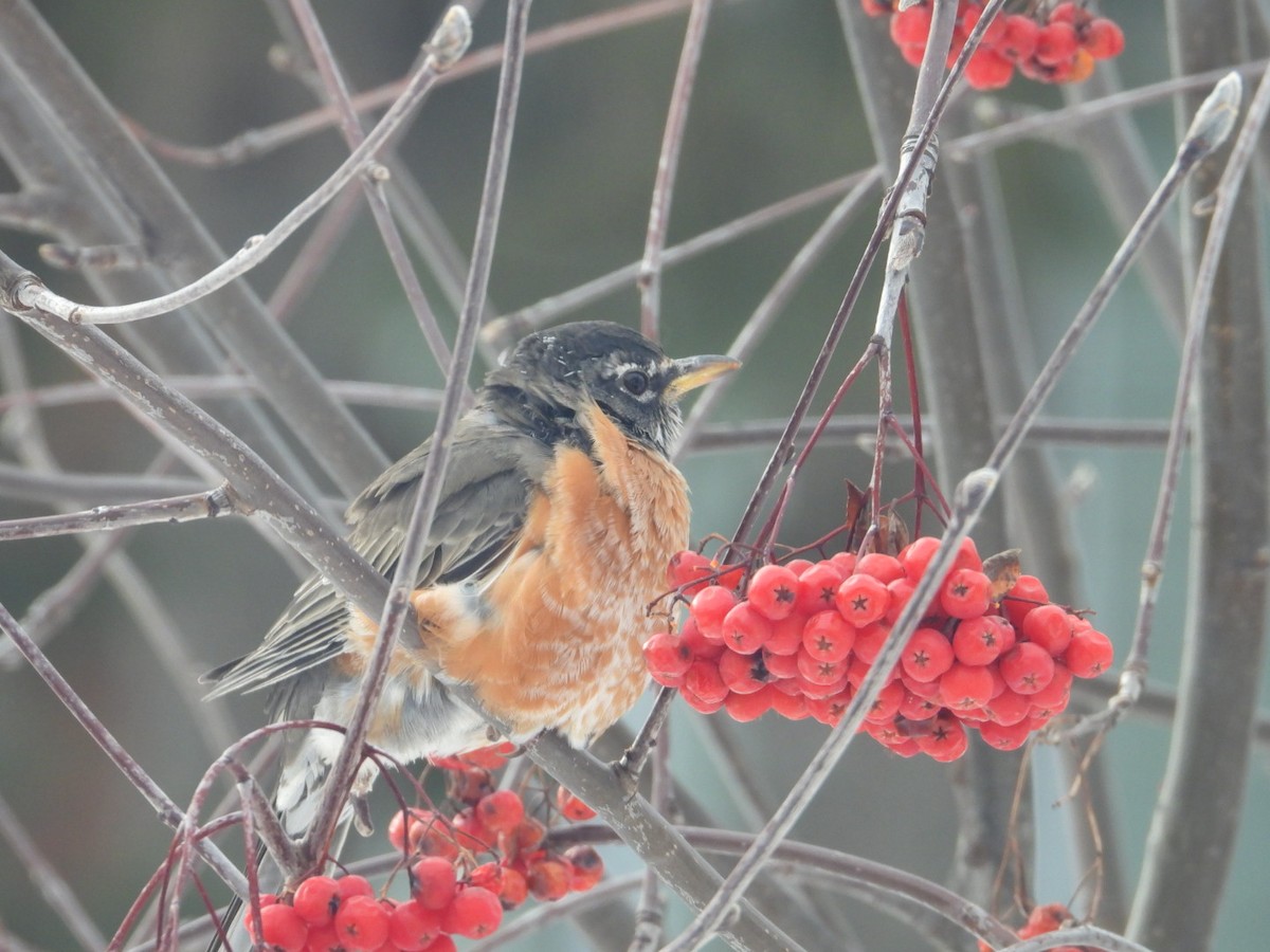 American Robin - ML627553653