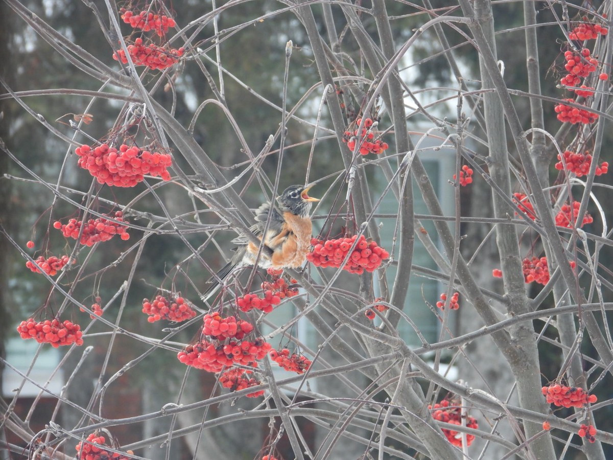 American Robin - ML627553654