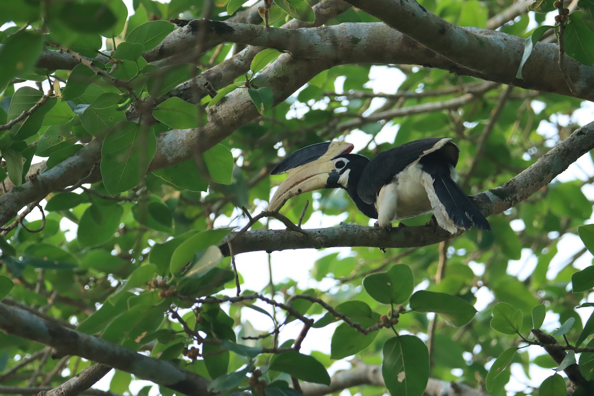 Malabar Pied-Hornbill - ML627553671