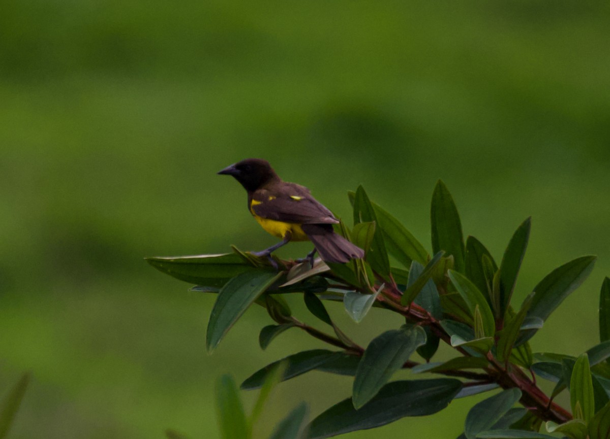 Yellow-rumped Marshbird - ML627553685