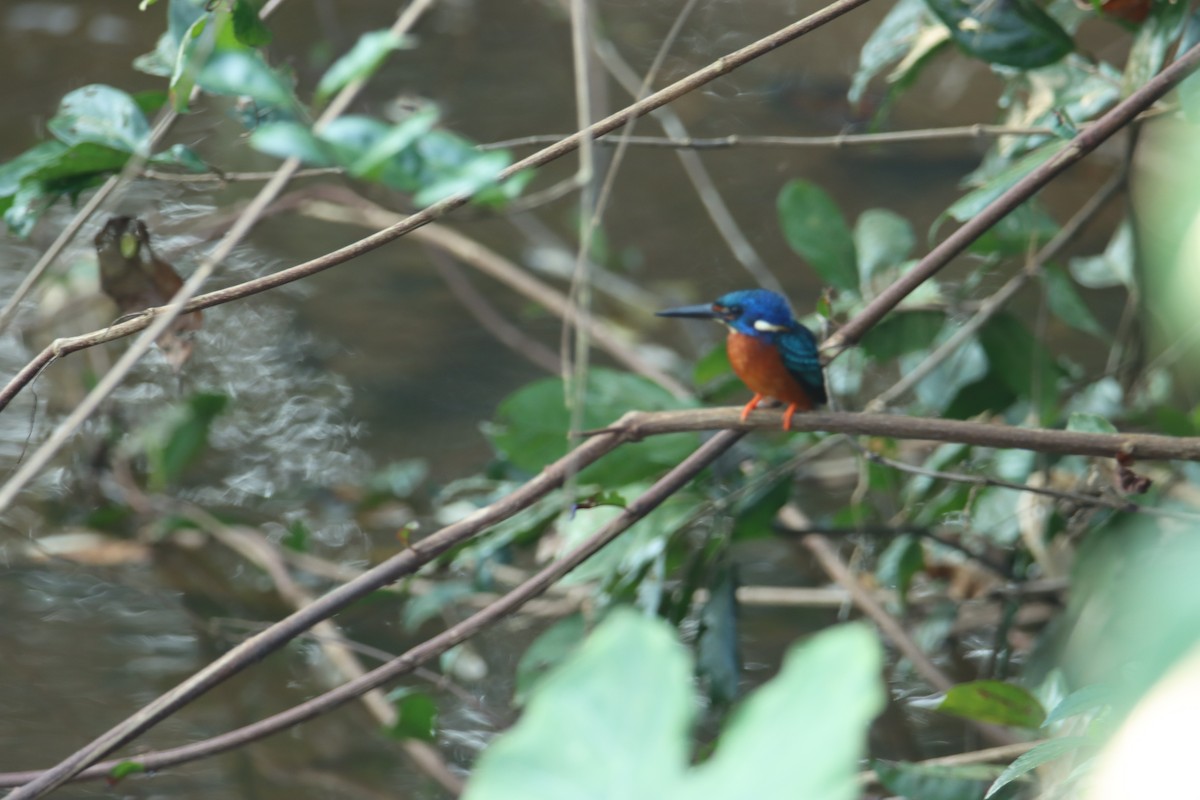 Blue-eared Kingfisher - ML627553688