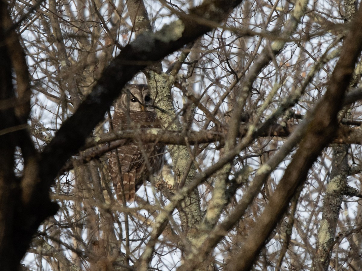 Barred Owl - ML627553691