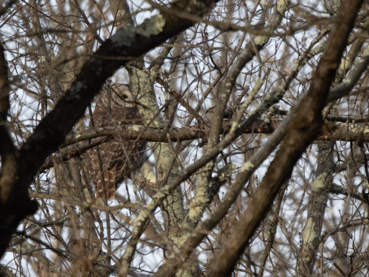 Barred Owl - ML627553692