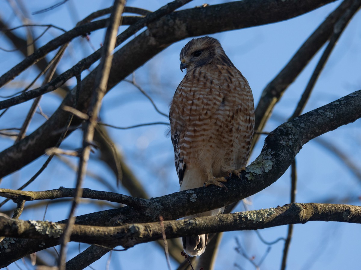 Red-shouldered Hawk - ML627553702