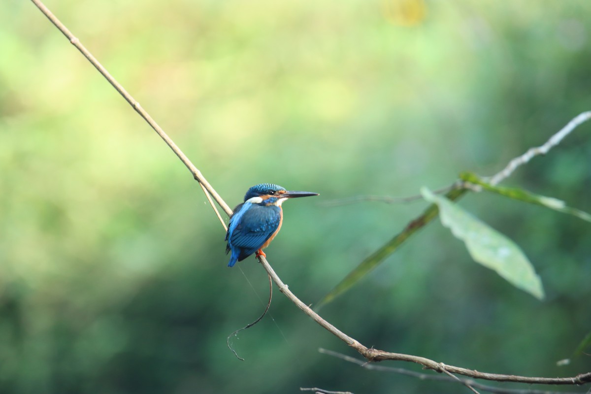 Common Kingfisher - ML627553703