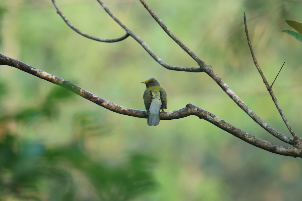 Gray-headed Bulbul - ML627553720
