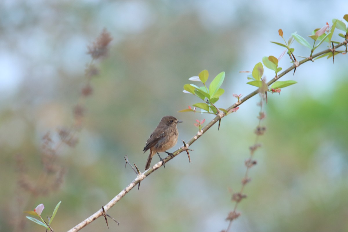 Pied Bushchat - ML627553734