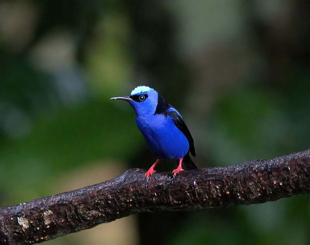 Red-legged Honeycreeper - ML627553736