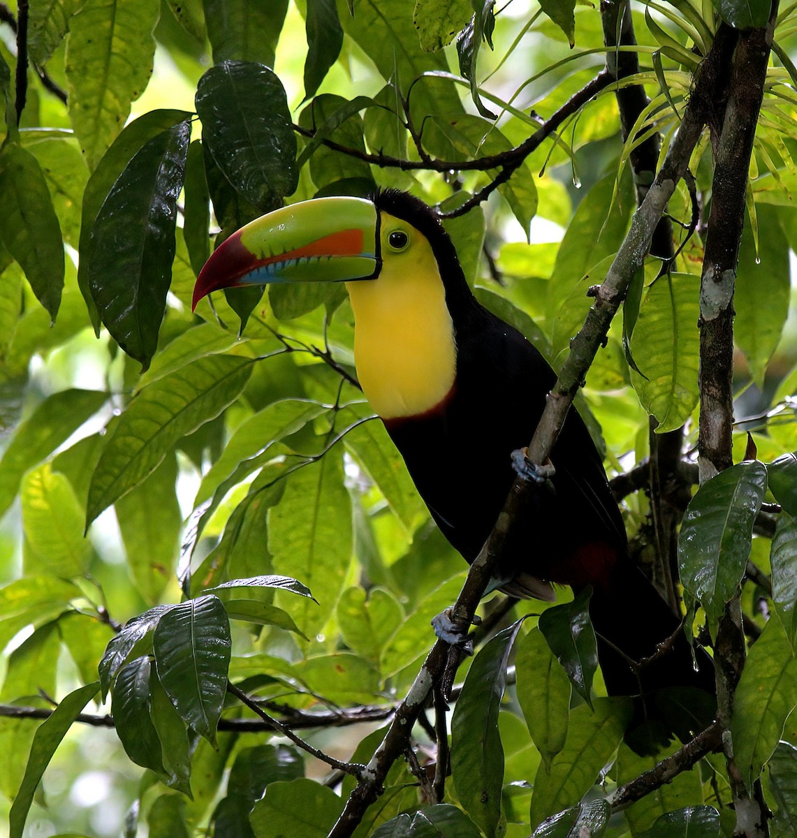 Keel-billed Toucan - ML627553753