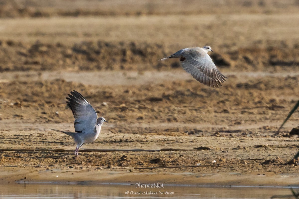 Eurasian Collared-Dove - ML627553818