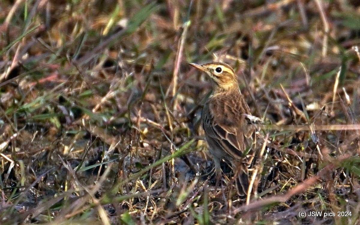 linduška mongolská - ML627553838