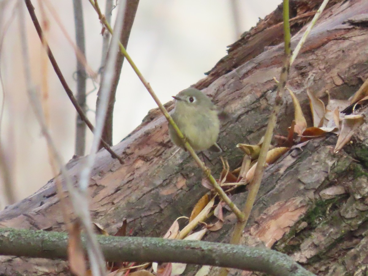 Ruby-crowned Kinglet - ML627553981