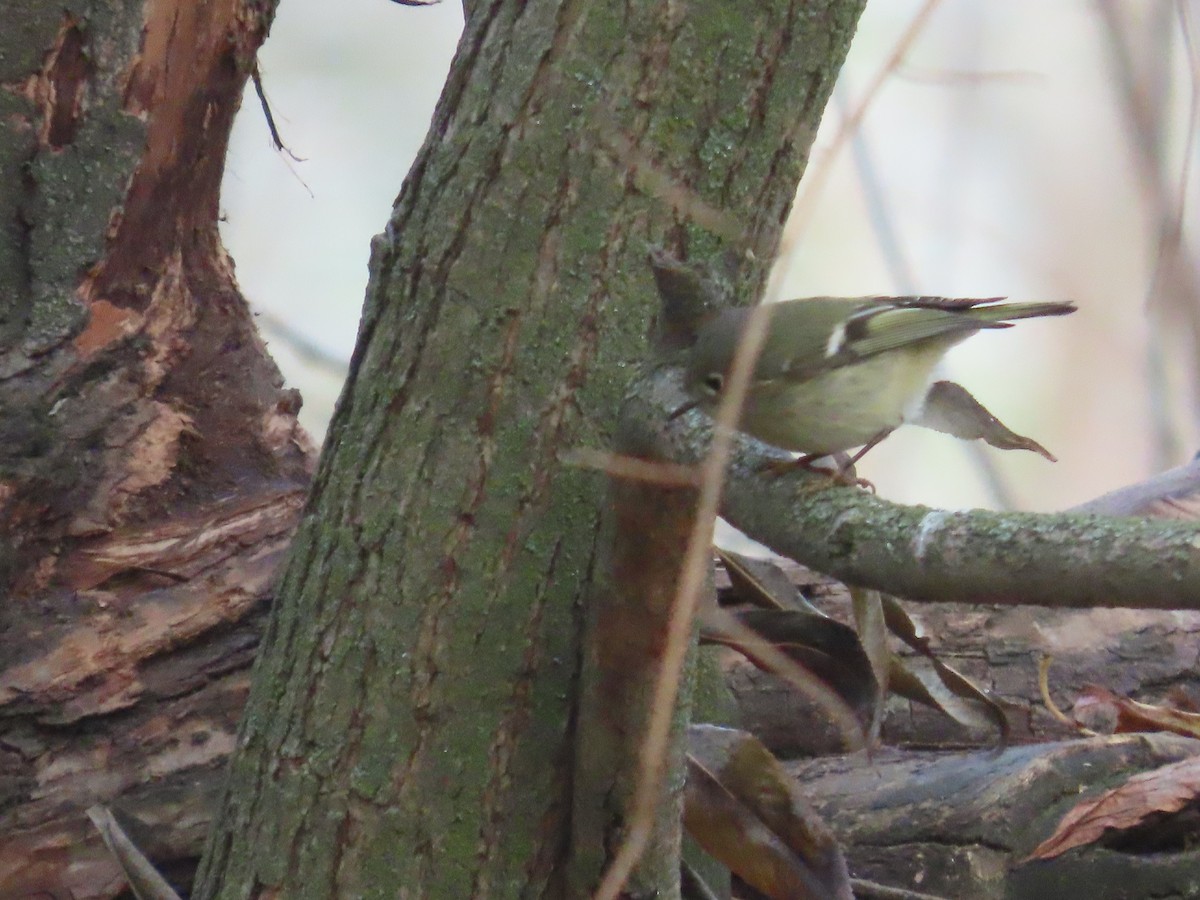 Ruby-crowned Kinglet - ML627553982