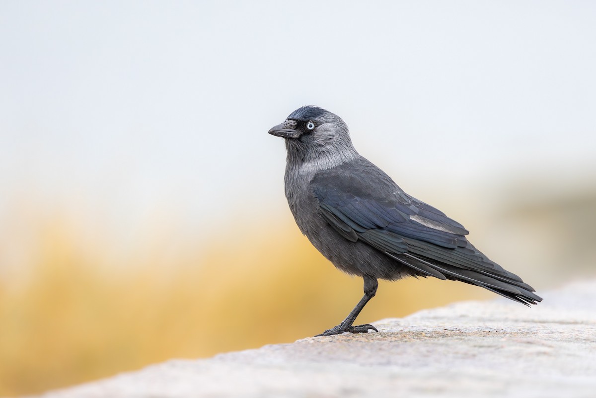 Eurasian Jackdaw - Marcin Dyduch