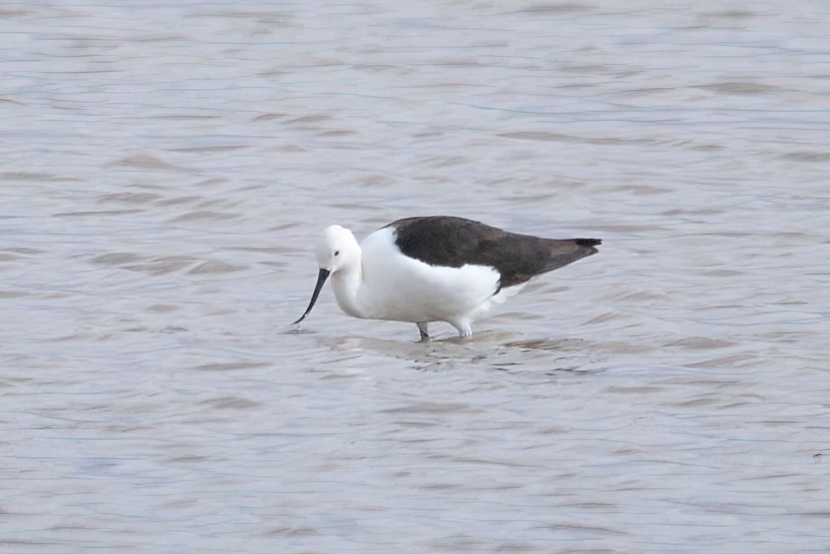 Andean Avocet - ML627554084