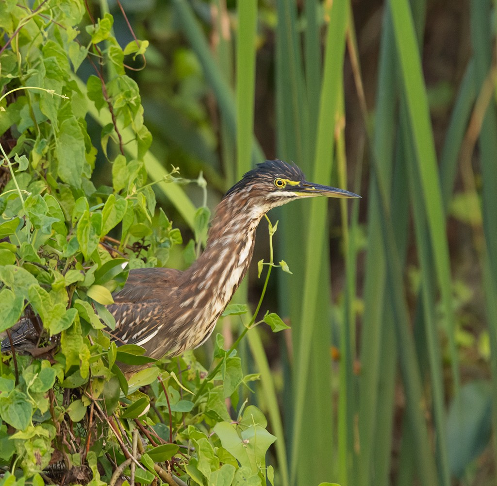 Green Heron - ML627554090