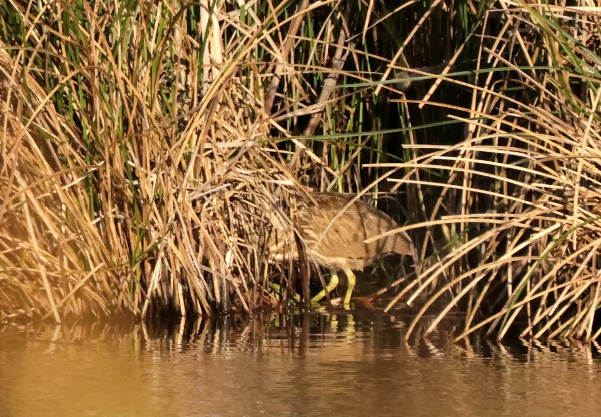 American Bittern - ML627554145