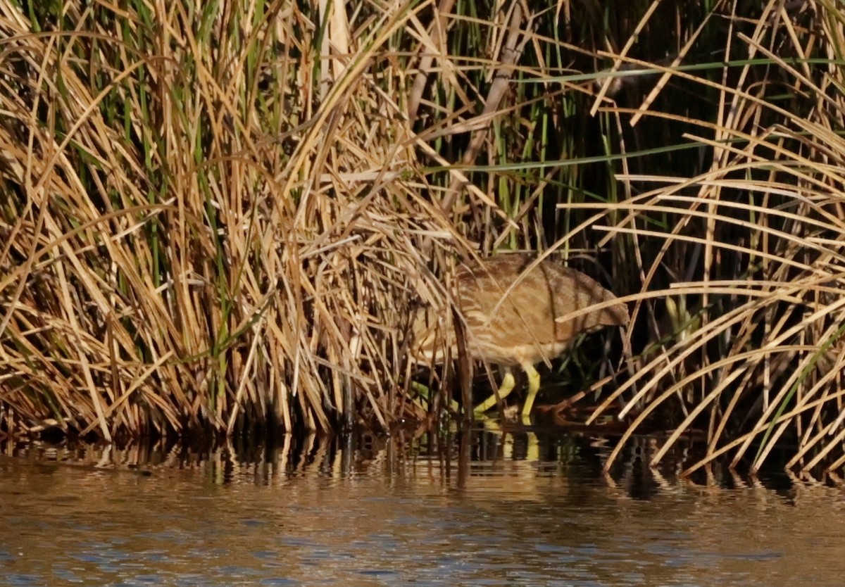 American Bittern - ML627554149