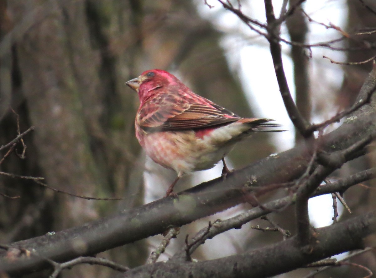 Purple Finch - ML627554211