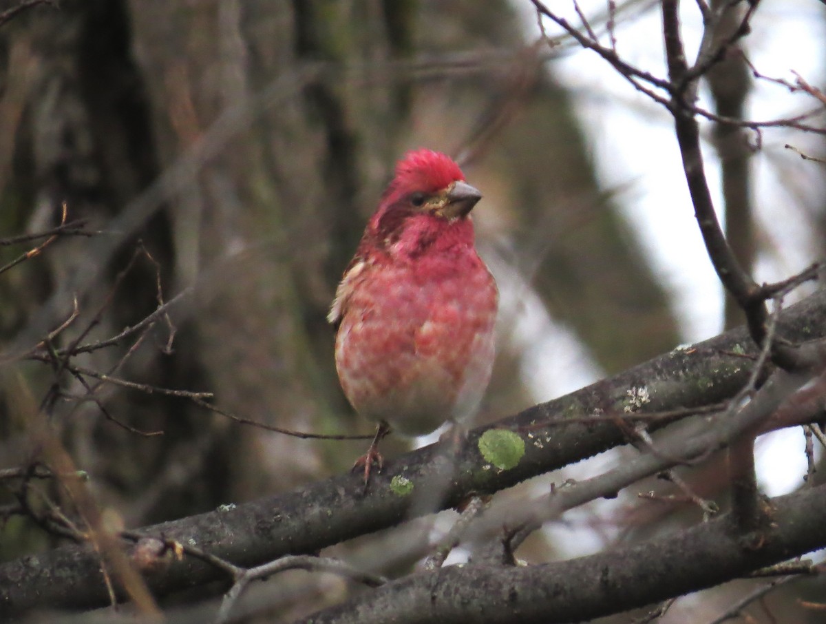 Purple Finch - ML627554212