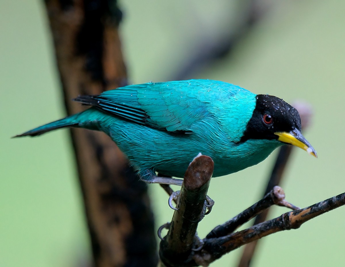 Green Honeycreeper - ML627554295