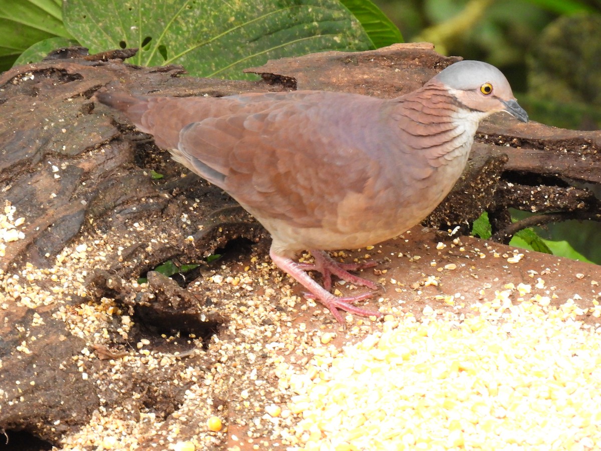 White-throated Quail-Dove - ML627554313