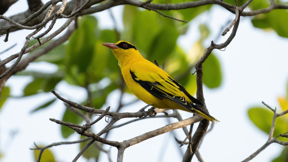 African Golden Oriole - ML627554342