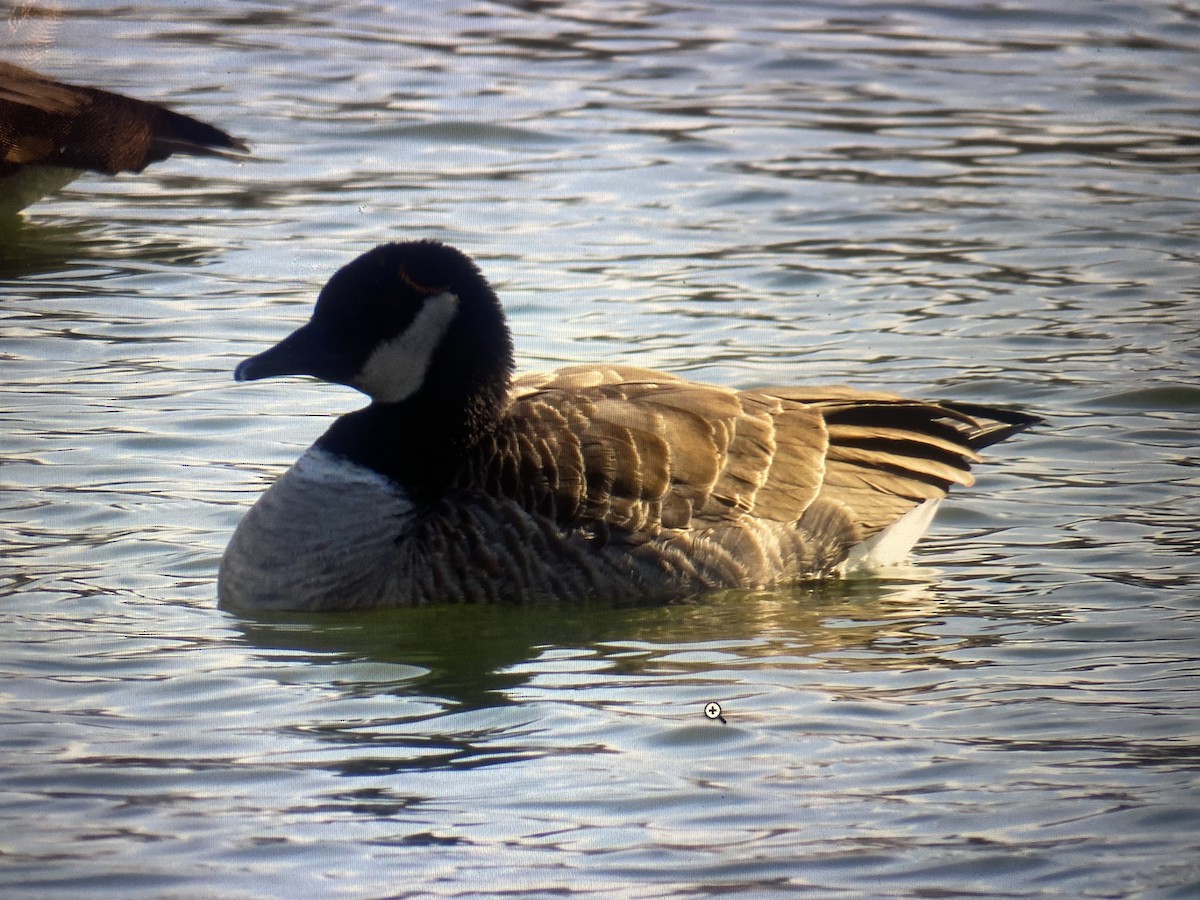 Cackling Goose - ML627554386