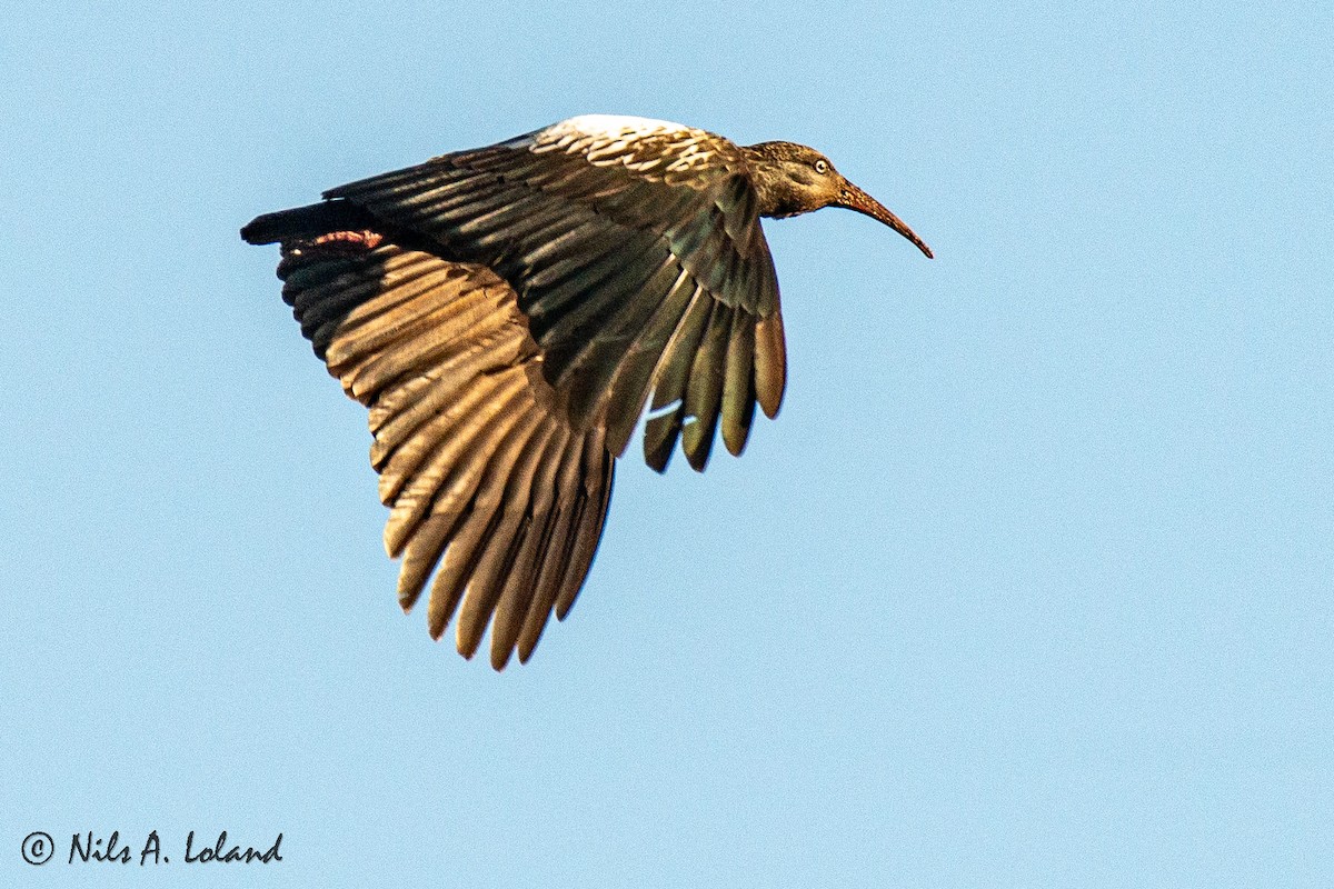 Wattled Ibis - ML627554410