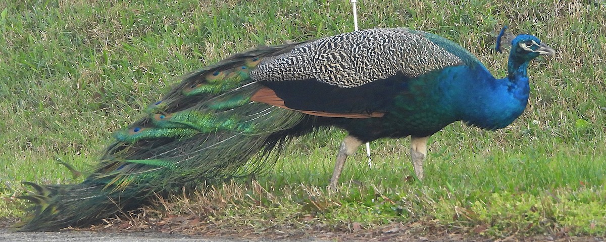 Indian Peafowl - ML627554427