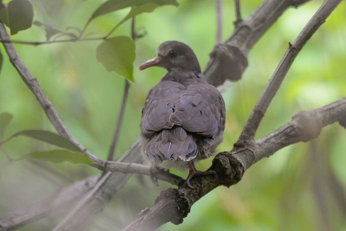 Large-tailed Dove - ML627554450