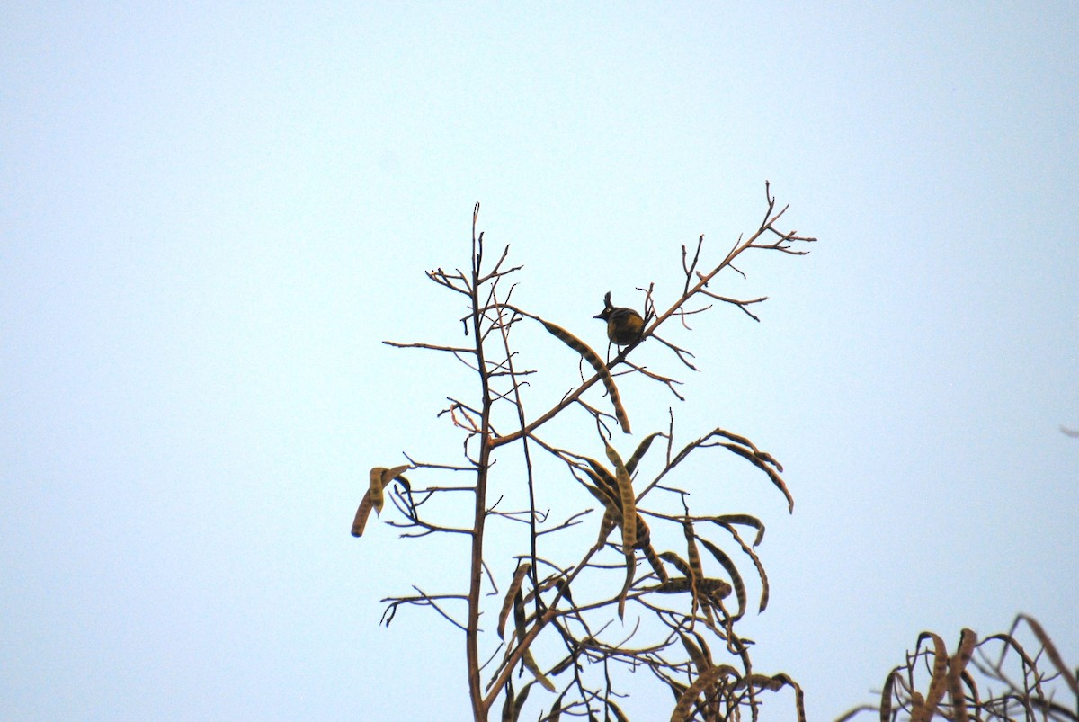 Bulbul à huppe noire - ML627554787