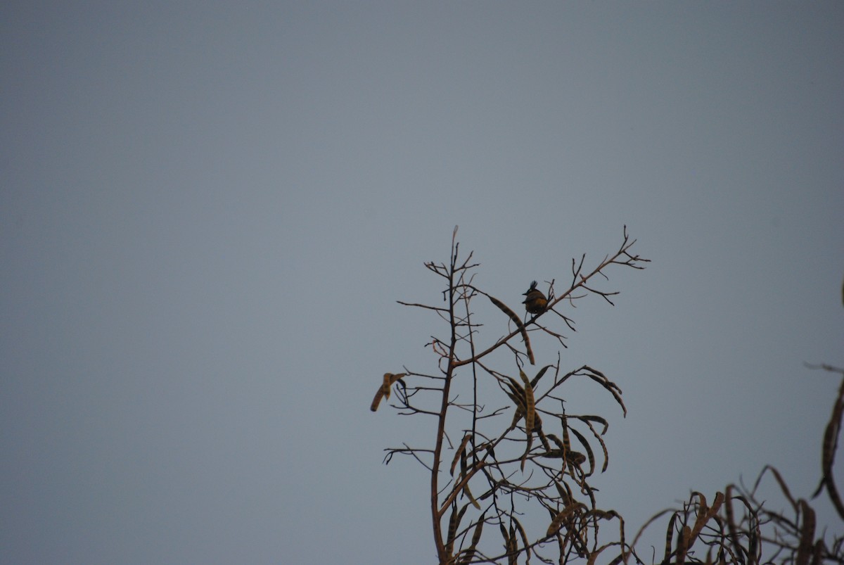 Bulbul à huppe noire - ML627554788