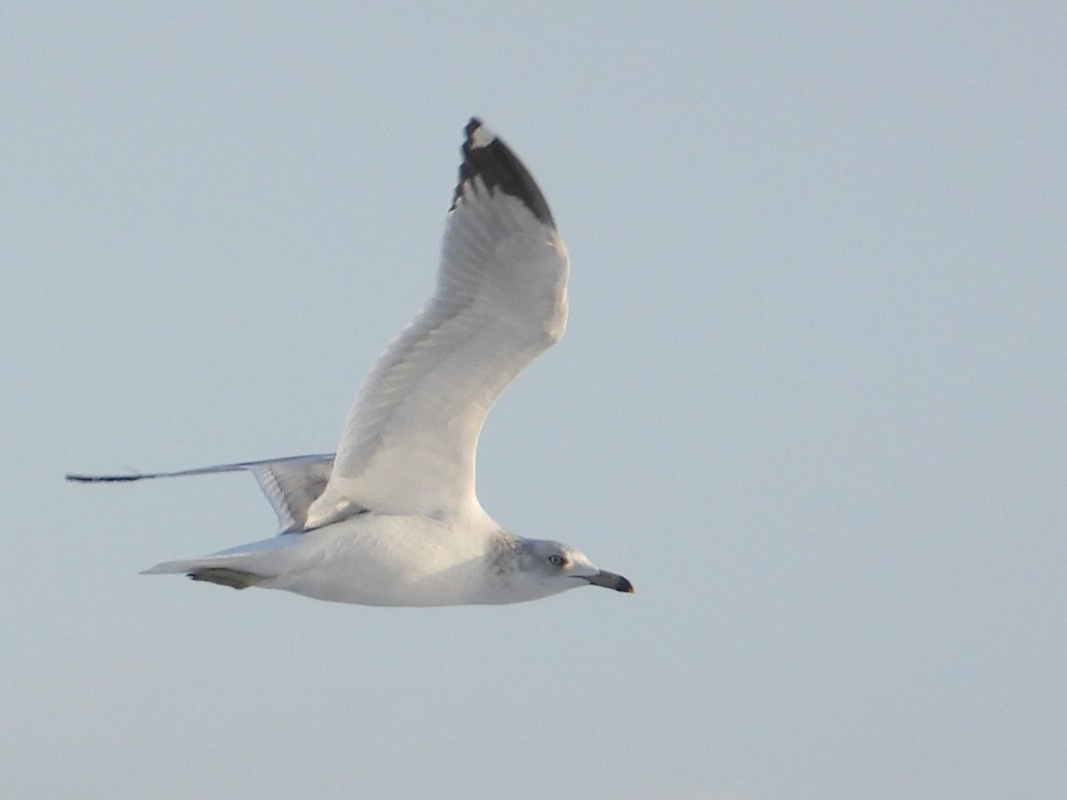 Ring-billed Gull - ML627554857