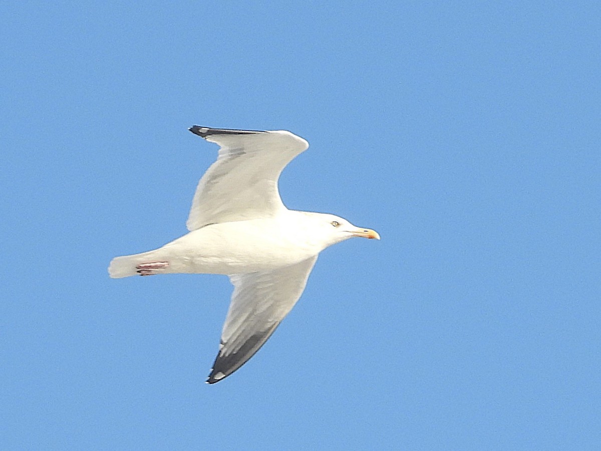 American Herring Gull - ML627554869