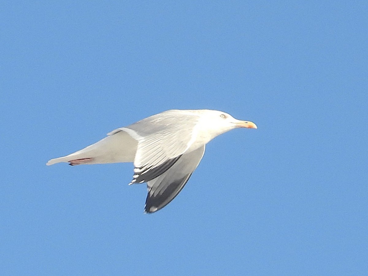 American Herring Gull - ML627554870